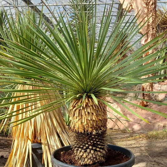 Yucca rostrata, stem/plant/total 40/70/100 cm, pot Ø 36 cm (PL02)