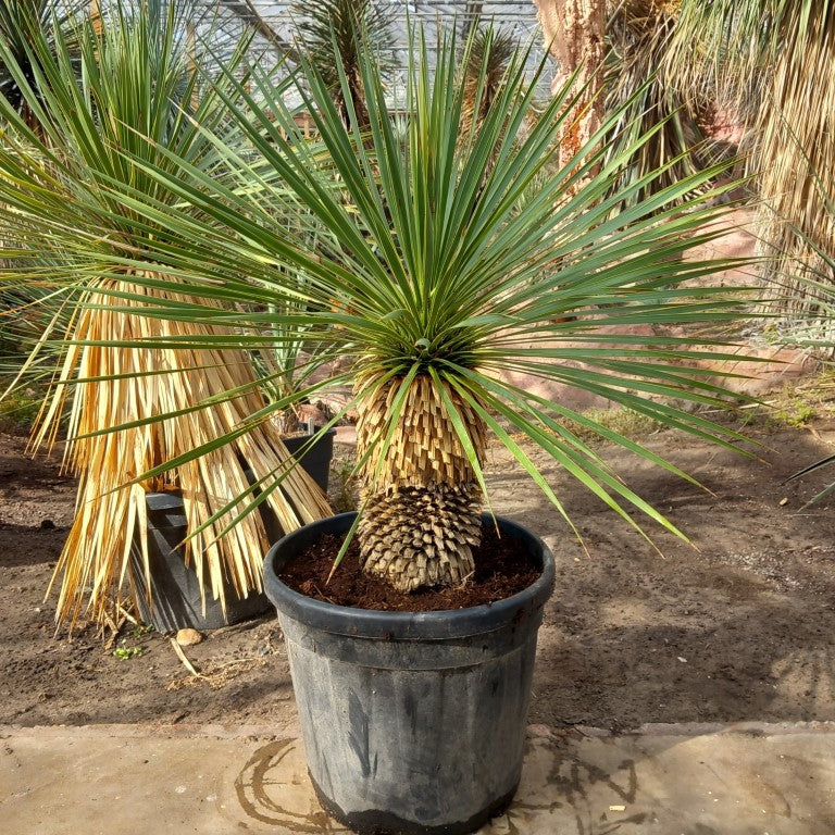 Yucca rostrata, stem/plant/total 40/70/100 cm, pot Ø 36 cm (PL02)