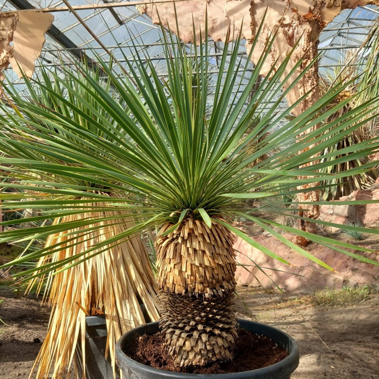 Yucca rostrata, stem/plant/total 40/70/100 cm, pot Ø 36 cm (PL02)