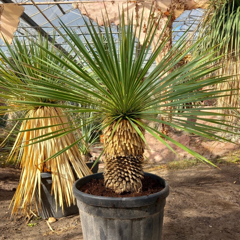 Yucca rostrata, stem/plant/total 40/70/100 cm, pot Ø 36 cm (PL02)