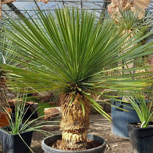 Yucca rostrata, stem/plant/total 45/75/100 cm, pot Ø 36 cm (PL03)