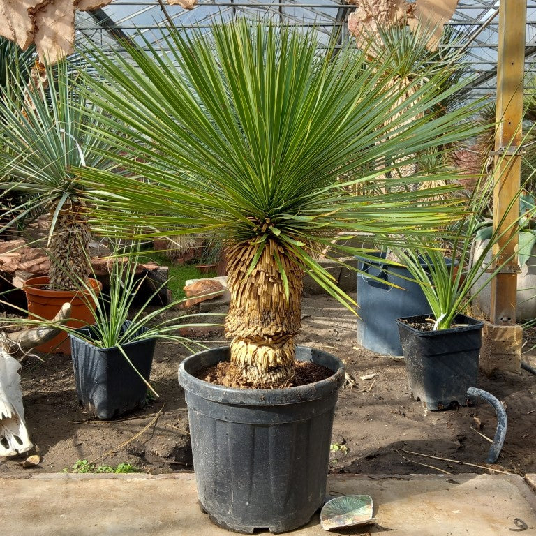Yucca rostrata, stem/plant/total 45/75/100 cm, pot Ø 36 cm (PL03)