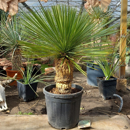 Yucca rostrata, stem/plant/total 45/75/100 cm, pot Ø 36 cm (PL03)
