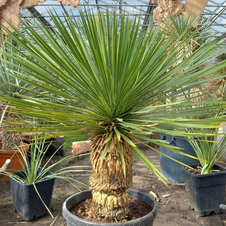 Yucca rostrata, stem/plant/total 45/75/100 cm, pot Ø 36 cm (PL03)