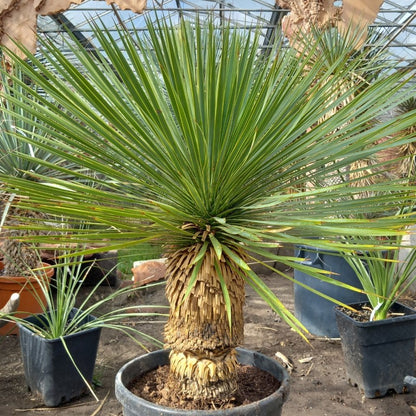 Yucca rostrata, stem/plant/total 45/75/100 cm, pot Ø 36 cm (PL03)