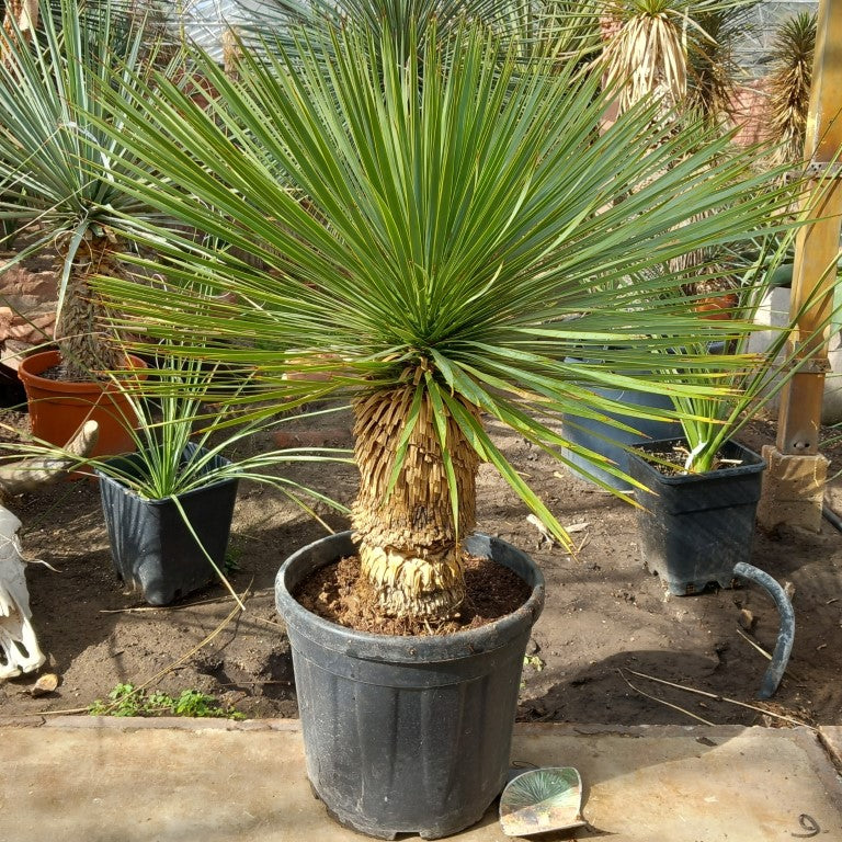 Yucca rostrata, stem/plant/total 45/75/100 cm, pot Ø 36 cm (PL03)