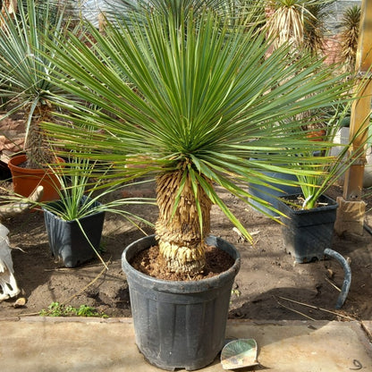 Yucca rostrata, stem/plant/total 45/75/100 cm, pot Ø 36 cm (PL03)