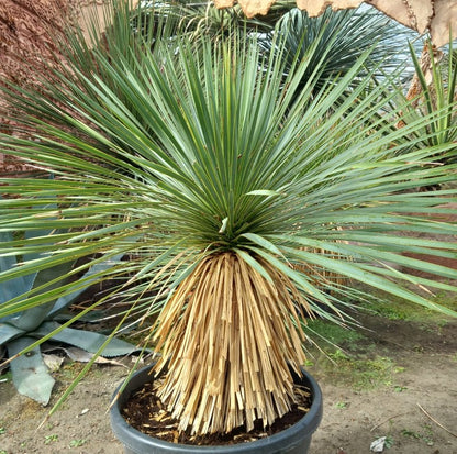Yucca rostrata, stem/plant/total 45/75/105 cm, pot Ø 36 cm (PL04)