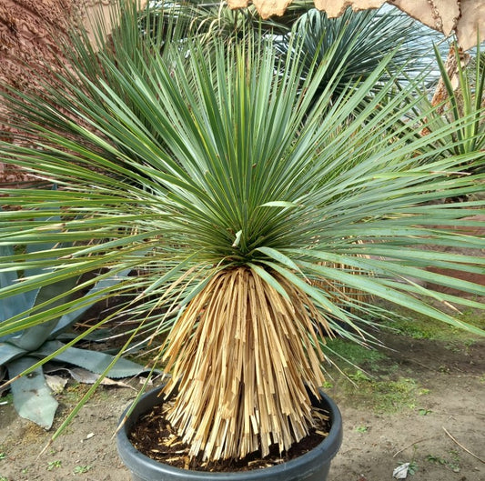 Yucca rostrata, stem/plant/total 45/75/105 cm, pot Ø 36 cm (PL04)
