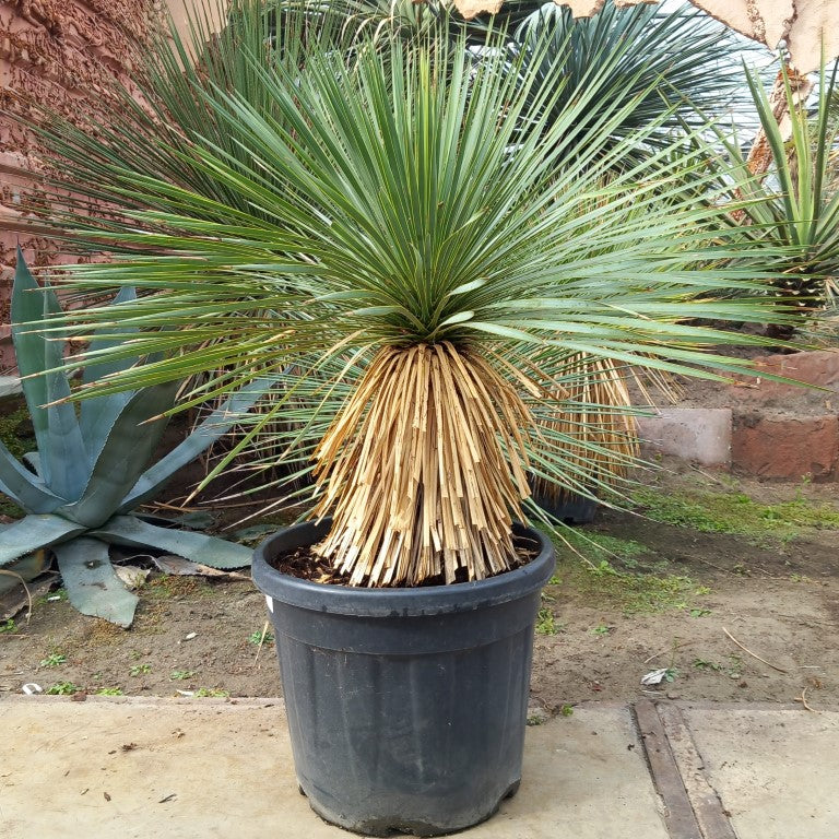 Yucca rostrata, stem/plant/total 45/75/105 cm, pot Ø 36 cm (PL04)