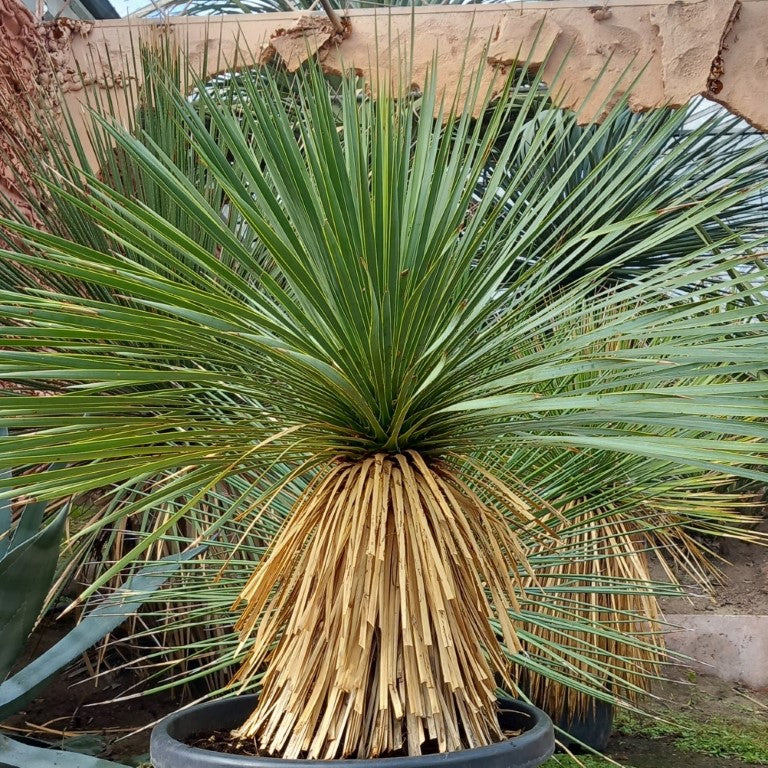 Yucca rostrata, stem/plant/total 45/75/105 cm, pot Ø 36 cm (PL04)