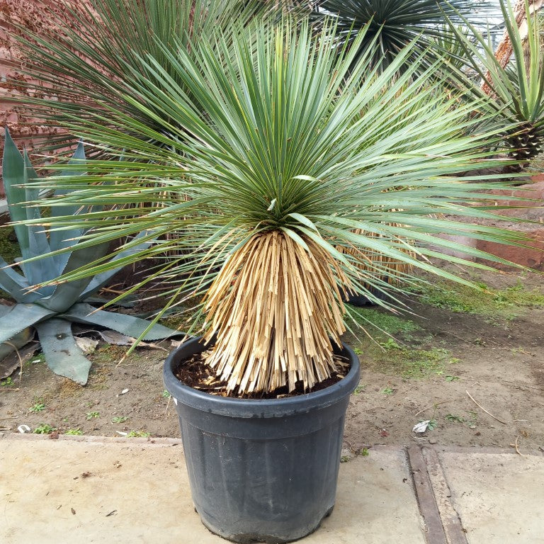 Yucca rostrata, stem/plant/total 45/75/105 cm, pot Ø 36 cm (PL04)