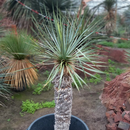 Yucca rostrata