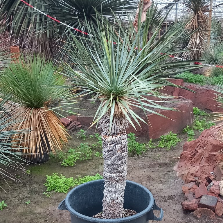 Yucca rostrata