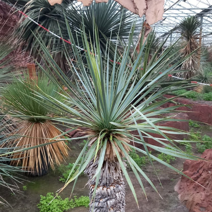 Yucca rostrata