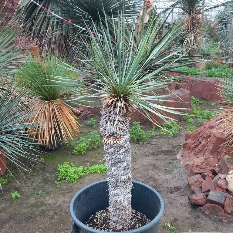 Yucca rostrata