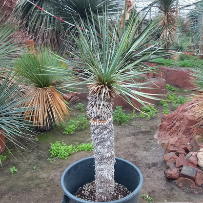 Yucca rostrata