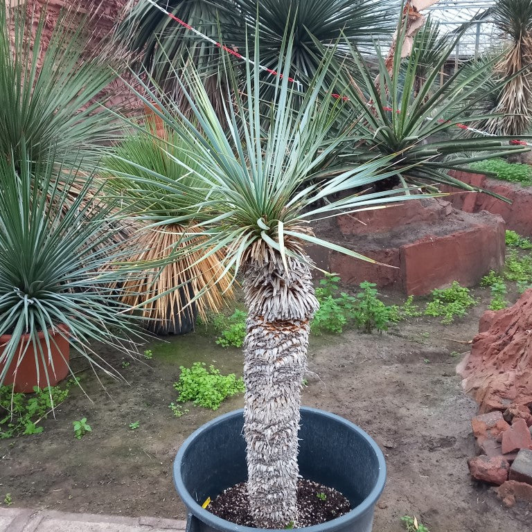 Yucca rostrata