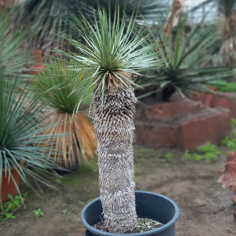 Yucca rostrata