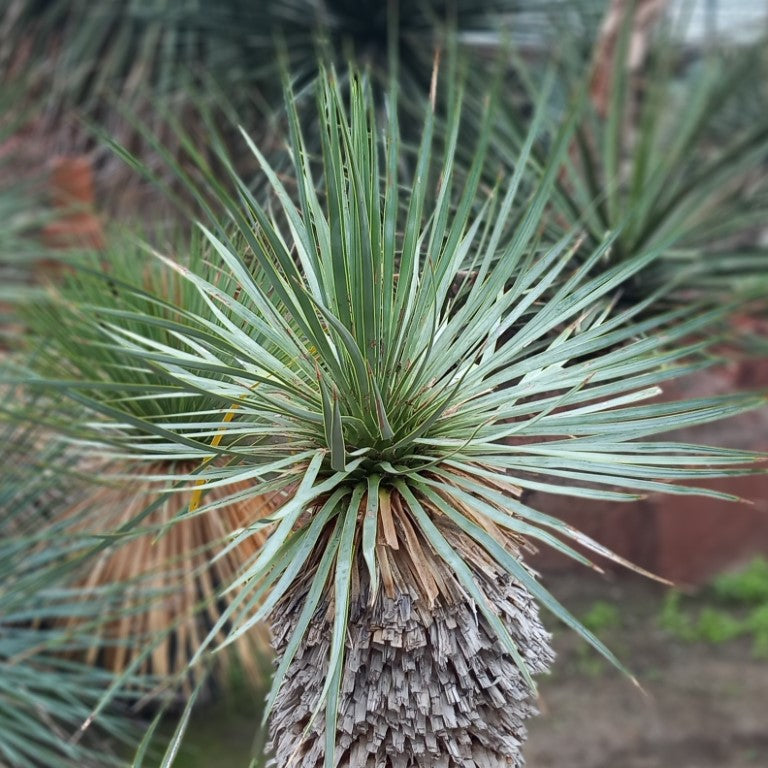 Yucca rostrata