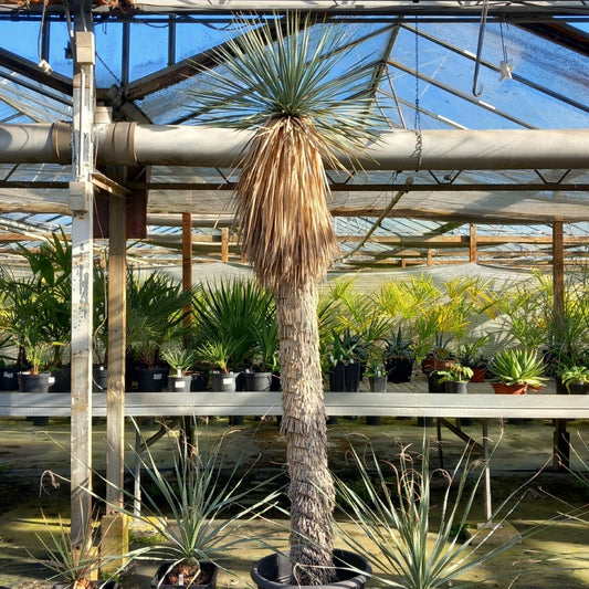 Yucca rostrata XXL, total 230 cm (MX01)