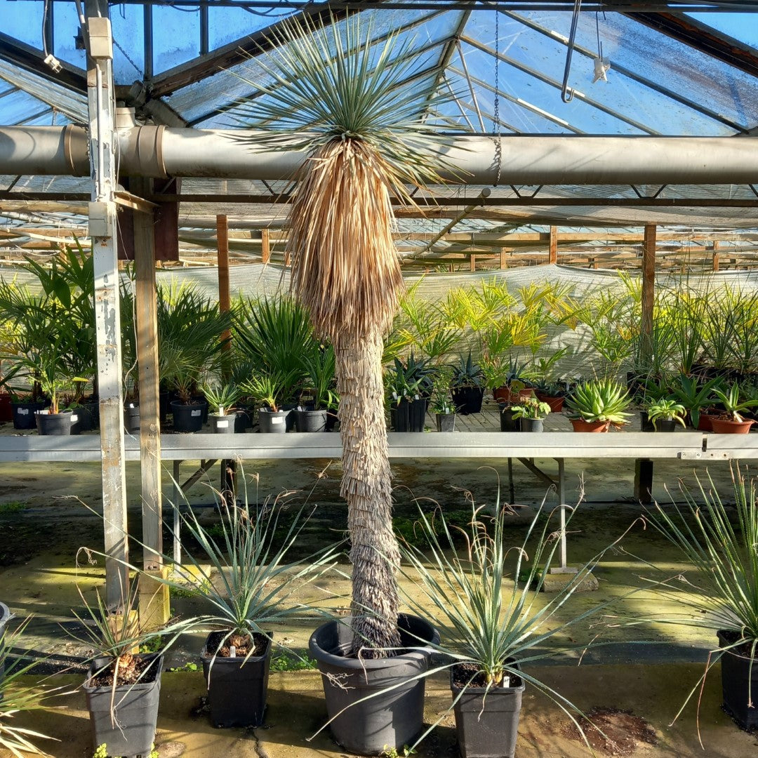 Yucca rostrata XXL, total 230 cm (MX01)