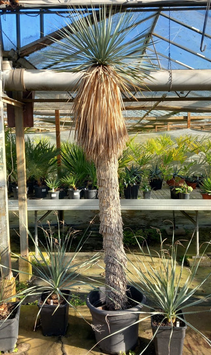 Yucca rostrata XXL, total 230 cm (MX01)