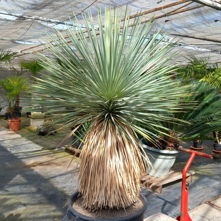 Yucca rostrata total 150 cm