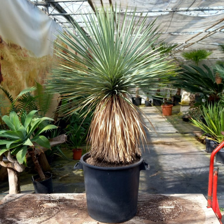Yucca rostrata total 150 cm