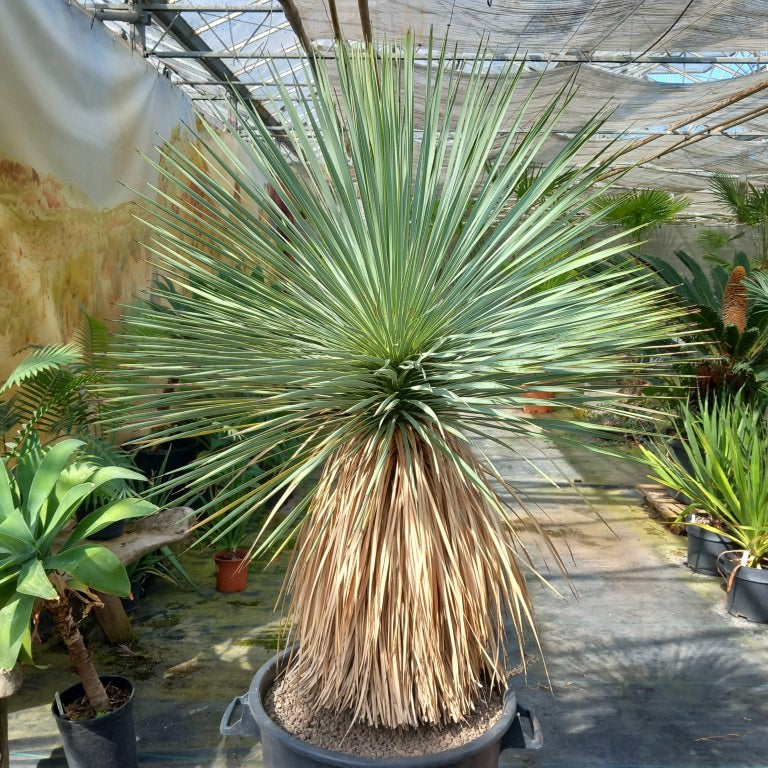 Yucca rostrata total 150 cm