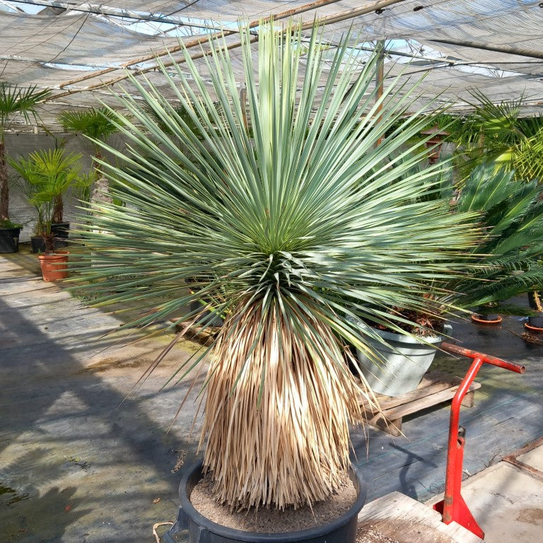 Yucca rostrata total 150 cm
