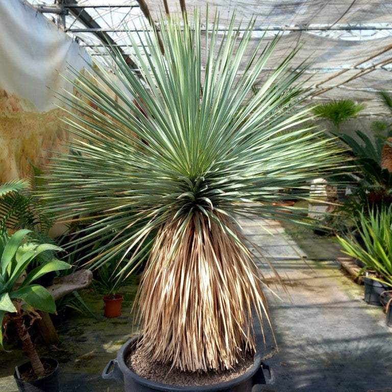 Yucca rostrata total 150 cm