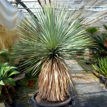 Yucca rostrata total 150 cm