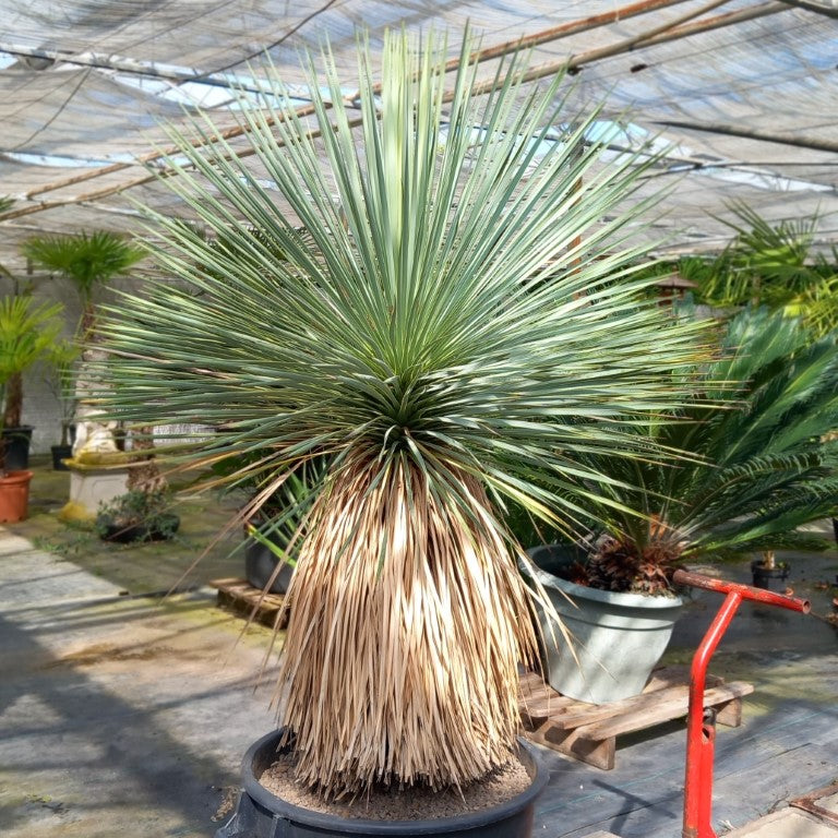 Yucca rostrata total 150 cm