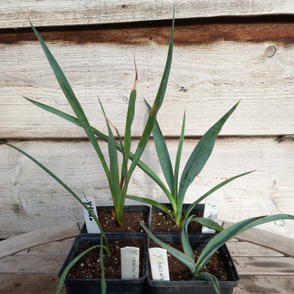 4 x Yucca in P9 pot: faxoniana/coahuilensis/baccata/capensis