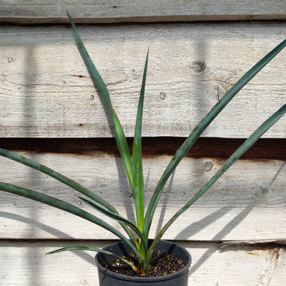 Yucca torreyi, 3 ltr. pot