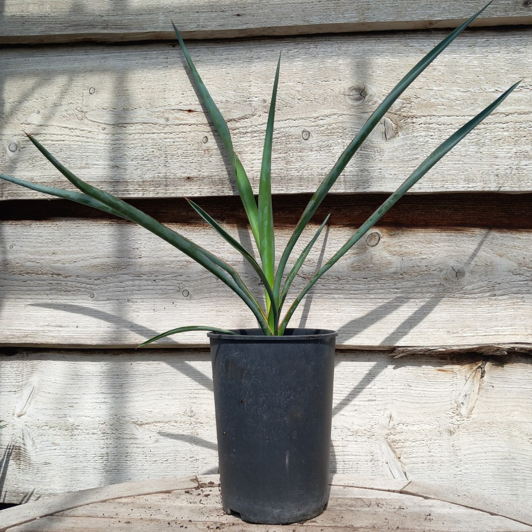 Yucca torreyi, 3 ltr. pot