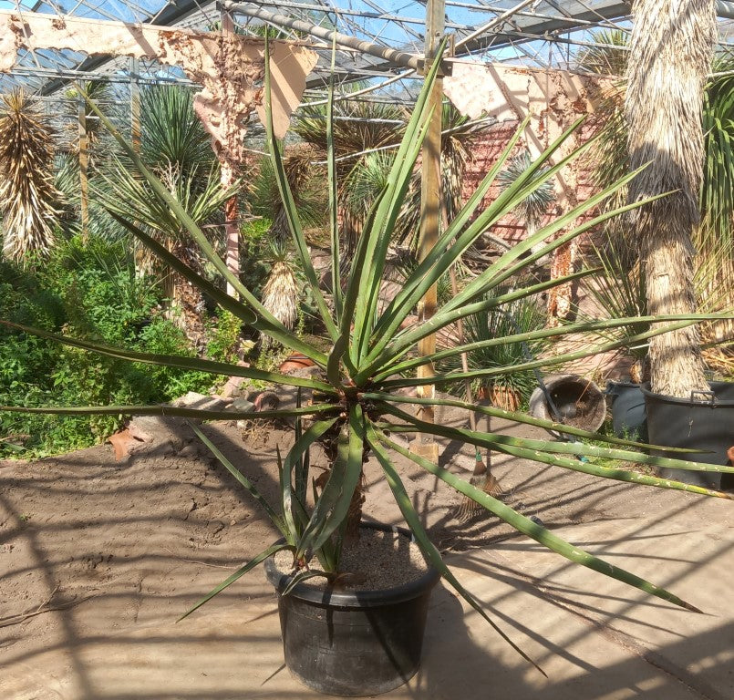 Yucca torreyi, 3 trunks