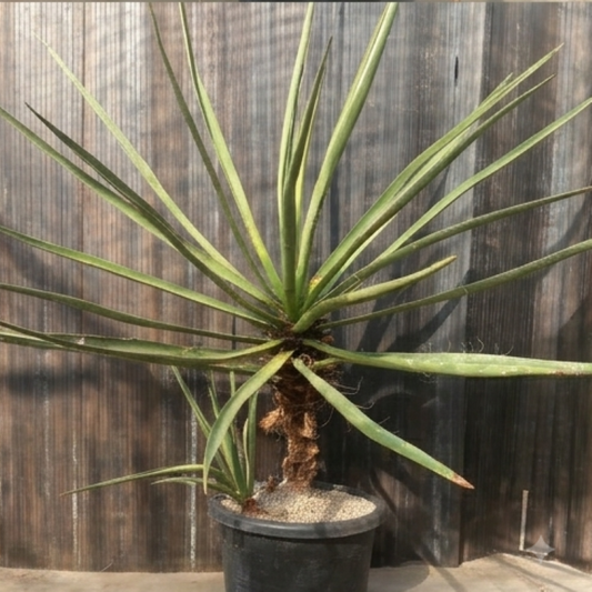 Yucca torreyi, 3 trunks!