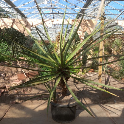 Yucca torreyi, 3 trunks