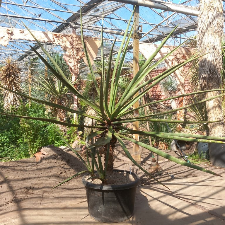 Yucca torreyi, 3 trunks