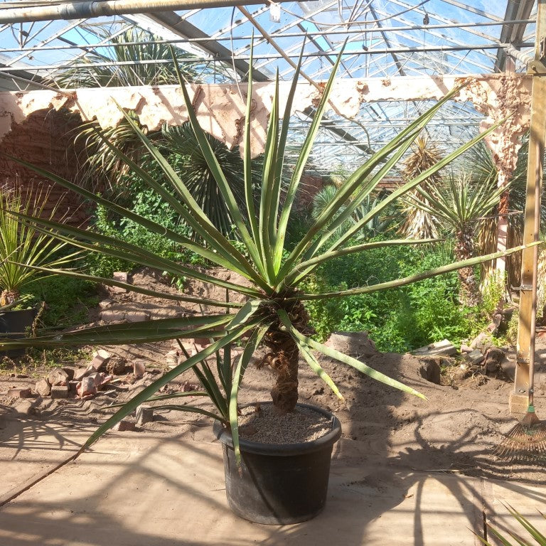 Yucca torreyi, 3 trunks