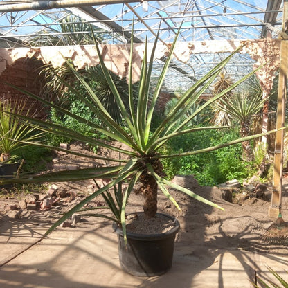 Yucca torreyi, 3 trunks