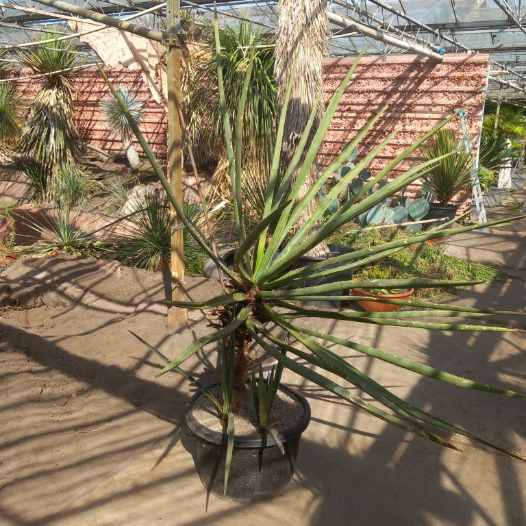 Yucca torreyi, 3 trunks