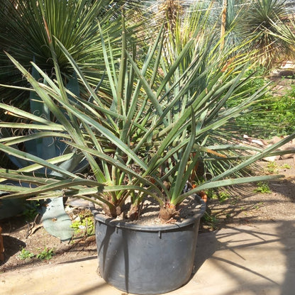 Yucca torreyi, 6 trunks