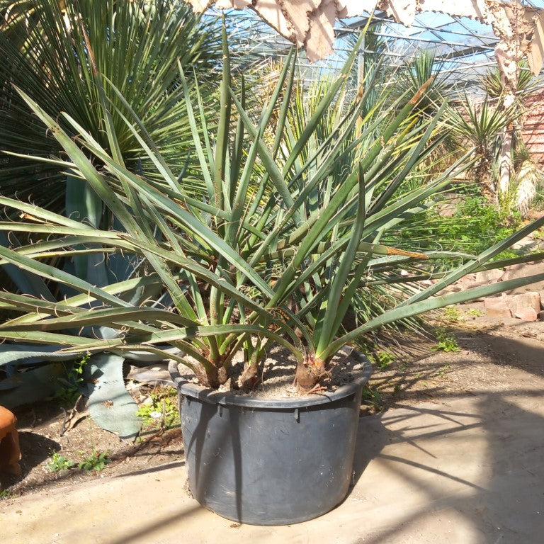 Yucca torreyi, 6 trunks