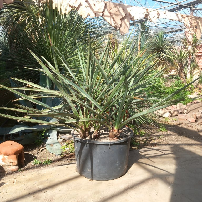 Yucca torreyi, 6 trunks