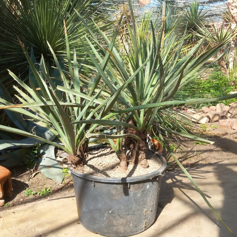 Yucca torreyi, 6 trunks