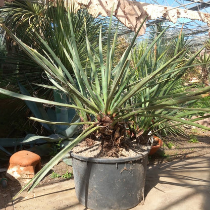 Yucca torreyi, 6 trunks