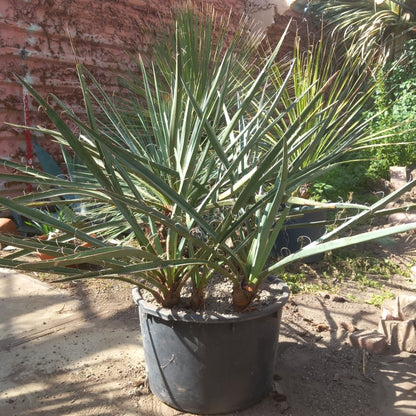 Yucca torreyi, 6 trunks